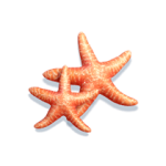 bikini-paradise_h_starfish