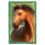 bufallo-win_h_horse_c